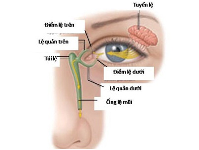 tắc lệ đạo